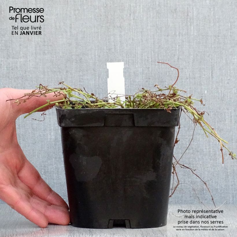 Lysimachia nummularia Aurea Maceta 2L/3L Ejemplar entregado en invierno