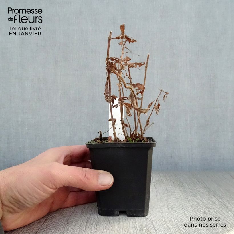 Lysimachia punctata Alexander - Salicaria punteada Maceta de 8/9 cm Ejemplar entregado en invierno