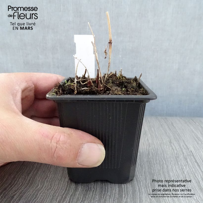 Lysimachia vulgaris Maceta de 8/9 cm Ejemplar entregado en la primavera