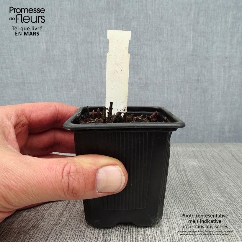 Lysimachia vulgaris Maceta de 8/9 cm Ejemplar entregado en invierno