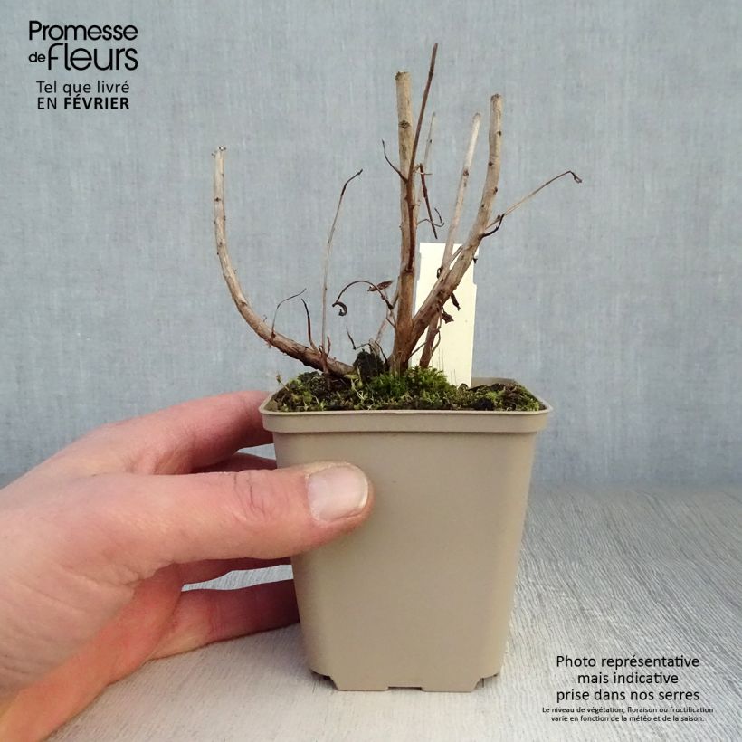 Lythrum salicaria Blush - Salicaria Maceta de 8/9 cm Ejemplar entregado en invierno