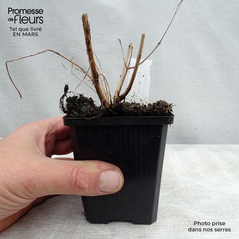 Lythrum salicaria Blush - Salicaria Maceta de 8/9 cm Ejemplar entregado en la primavera