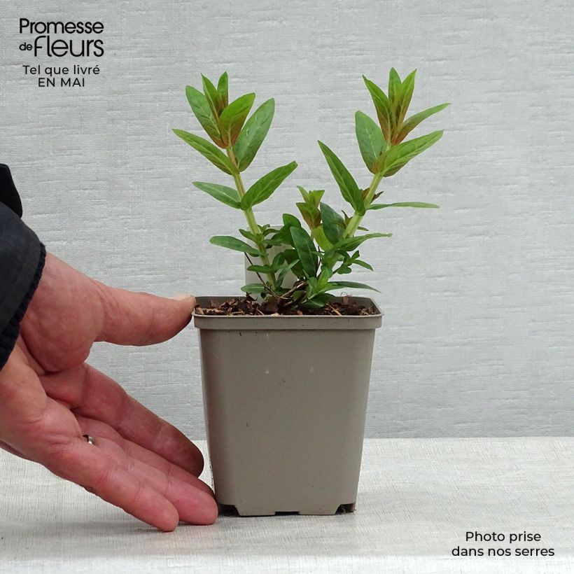 Lythrum salicaria Robert - Salicaria Maceta de 8/9 cm Ejemplar entregado en la primavera