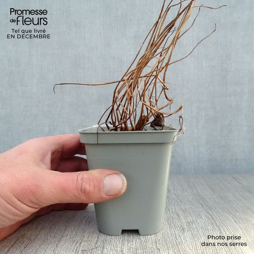 Lythrum salicaria - Salicaria Maceta de 8/9 cm Ejemplar entregado en invierno