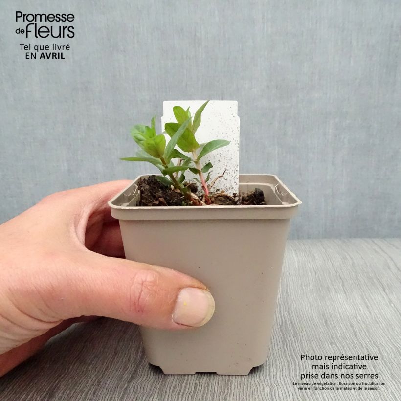 Lythrum salicaria - Salicaria Maceta de 8/9 cm Ejemplar entregado en la primavera