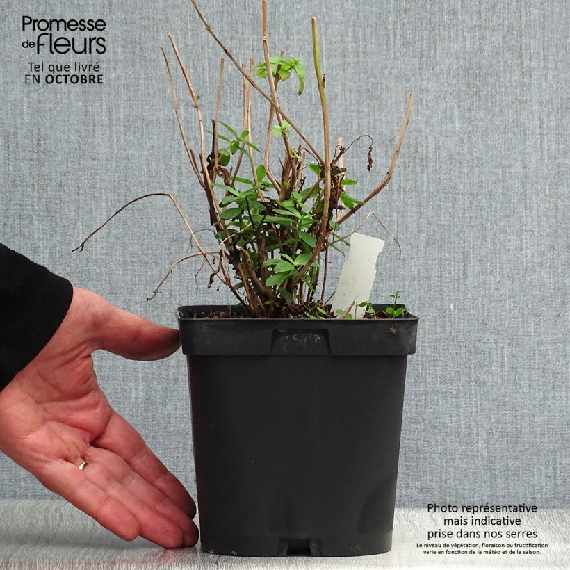 Ejemplar de Lythrum salicaria - Salicaria Maceta 2L/3L entregado en otoño