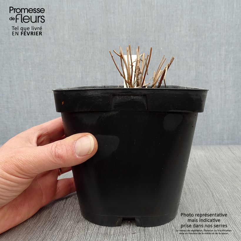 Lythrum salicaria - Salicaria Maceta 2L/3L Ejemplar entregado en invierno