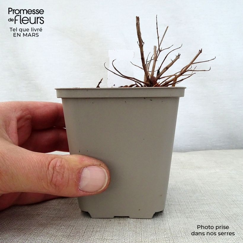 Lythrum salicaria Swirl - Salicaria Maceta de 8/9 cm Ejemplar entregado en la primavera