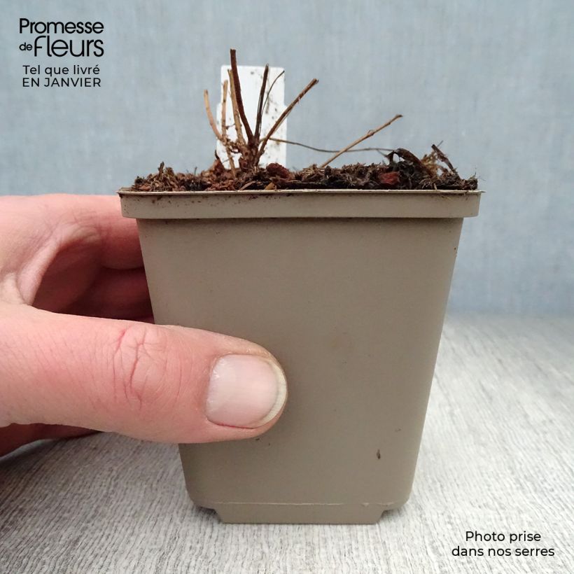 Lythrum salicaria Swirl - Salicaria Maceta de 8/9 cm Ejemplar entregado en invierno