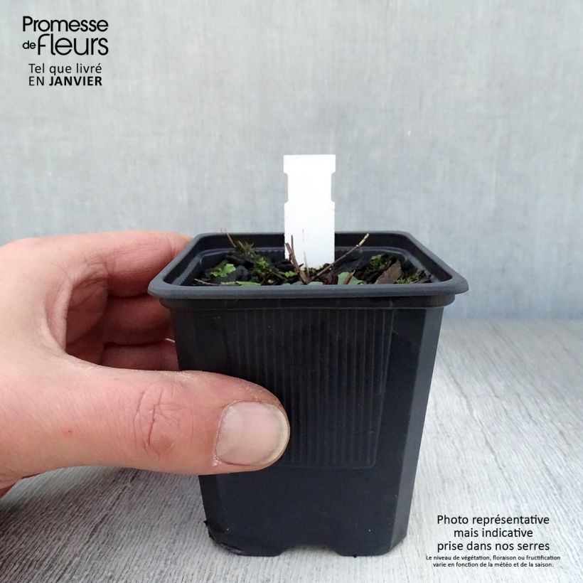 Lythrum salicaria The Beacon - Salicaria Maceta de 8/9 cm Ejemplar entregado en invierno