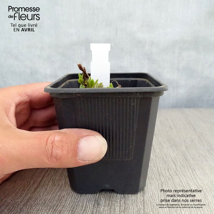 Lythrum salicaria The Beacon - Salicaria Maceta de 8/9 cm Ejemplar entregado en la primavera