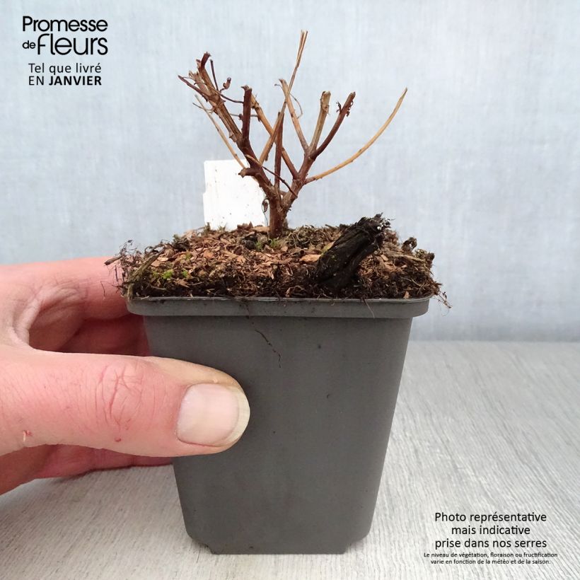 Lythrum virgatum Dropmore Purple - Salicaria de la varita Maceta de 8/9 cm Ejemplar entregado en invierno