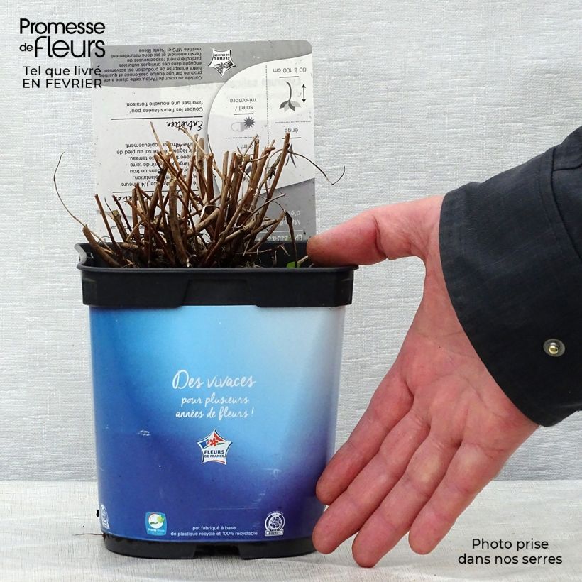 Lythrum virgatum Dropmore Purple - Salicaria de la varita Maceta 2L/3L Ejemplar entregado en invierno