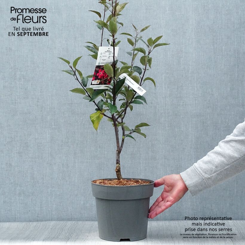 Ejemplar de Manzano de flor Dark Rosaleen Maceta 6L/7L entregado en otoño