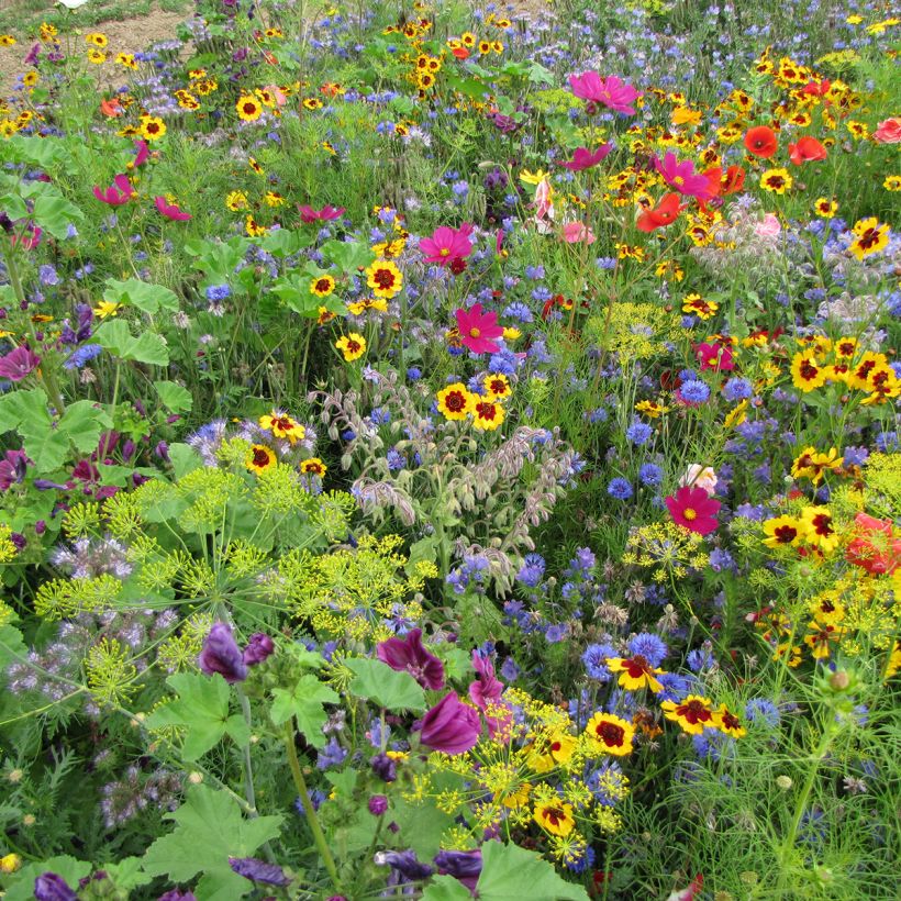 Mélange de fleurs mellifères et durables Miel et Papillons  (Floración)