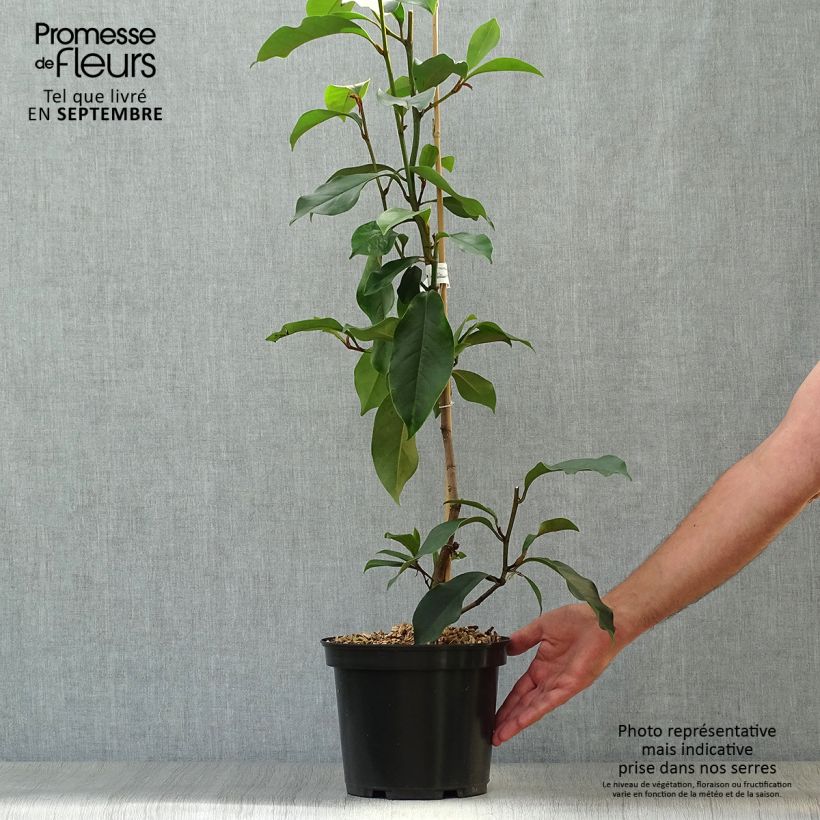 Ejemplar de Magnolia foggii Allspice Maceta 4L/5L entregado en otoño
