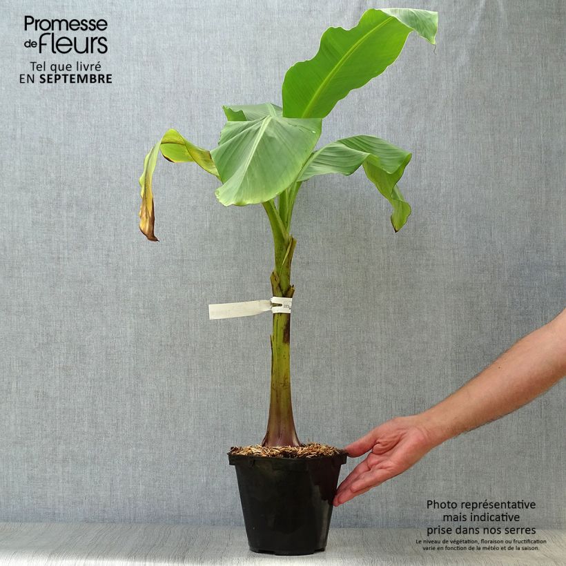 Ejemplar de Banana japonesa Dajiao Maceta 4L/5L entregado en otoño