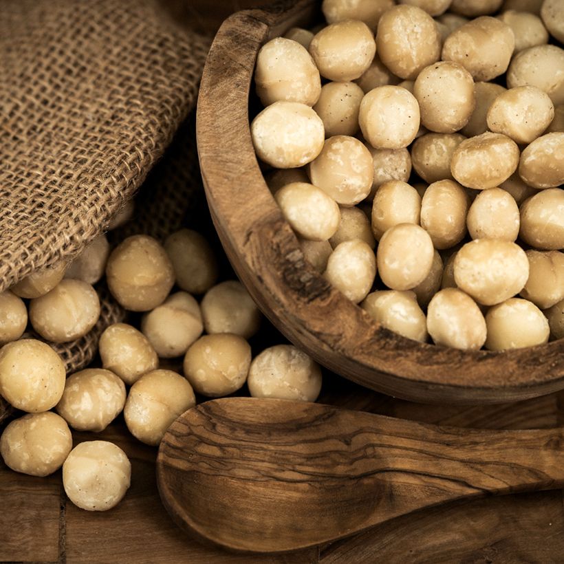 Macadamia integrifolia - árbol de la nuez de macadamia (Cosecha)