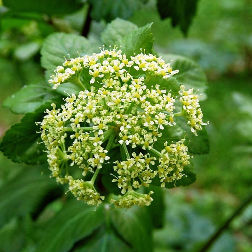 Apio caballar - Smyrnium olusatrum (Floración)