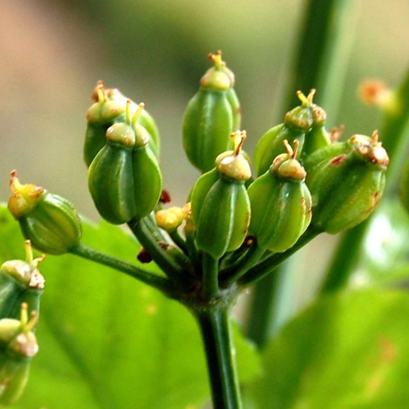 Apio caballar - Smyrnium olusatrum (Cosecha)