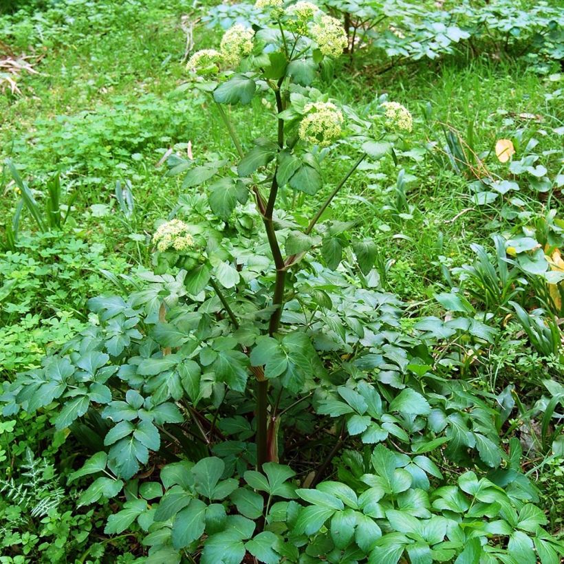 Apio caballar - Smyrnium olusatrum (Porte)