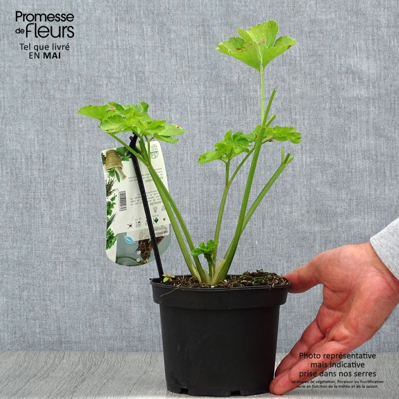 Apio caballar​ - Smyrnium olusatrum Maceta 1,5L/2L Ejemplar entregado en la primavera