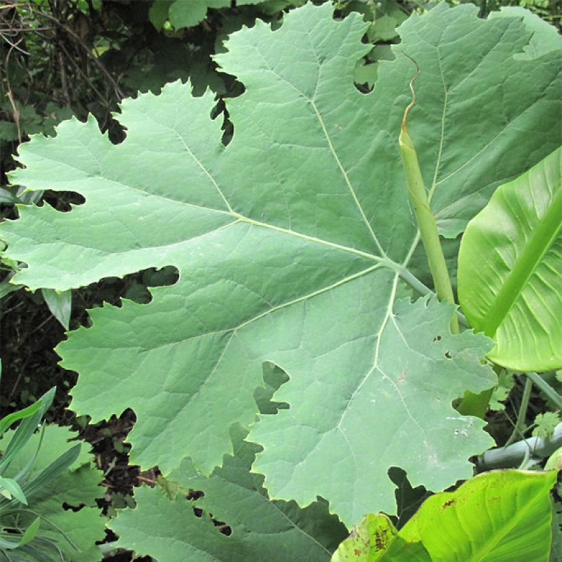 Macleaya cordata (Follaje)