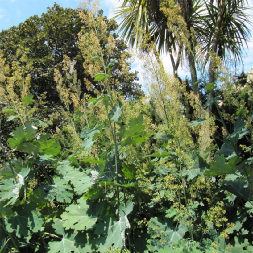 Macleaya cordata (Porte)