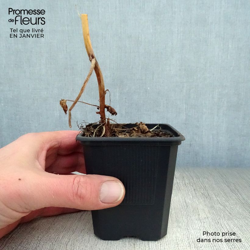 Macleaya cordata Maceta de 8/9 cm Ejemplar entregado en invierno