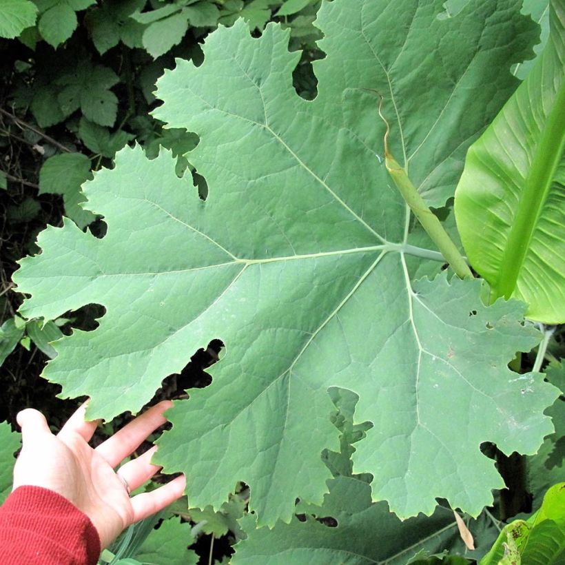 Macleaya cordata Flamingo (Follaje)
