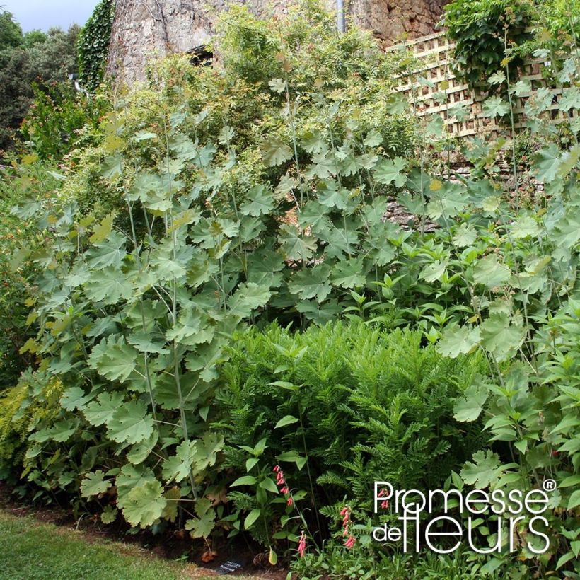 Macleaya cordata Flamingo (Porte)