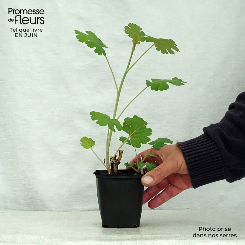 Ejemplar de Macleaya microcarpa Kelway's Coral Plume Maceta de 8/9 cm entregado en verano