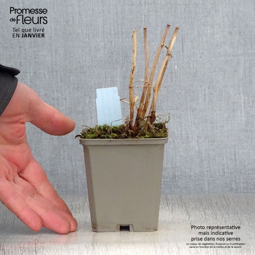 Macleaya microcarpa Kelway's Coral Plume Maceta de 8/9 cm Ejemplar entregado en invierno