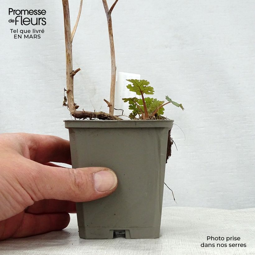 Macleaya microcarpa Kelway's Coral Plume Maceta de 8/9 cm Ejemplar entregado en la primavera