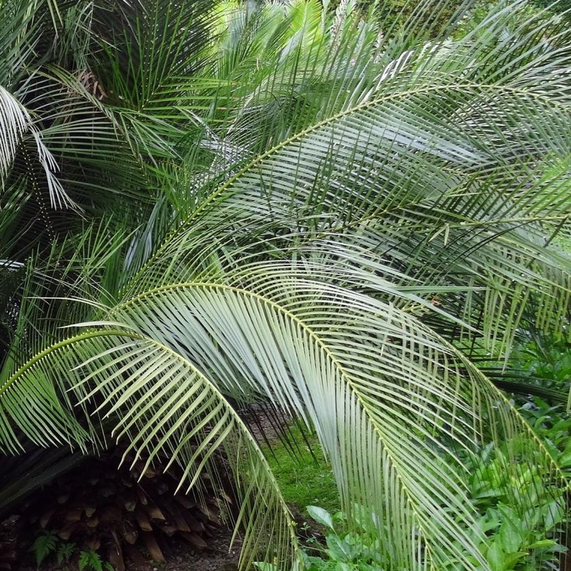 Macrozamia communis (Follaje)