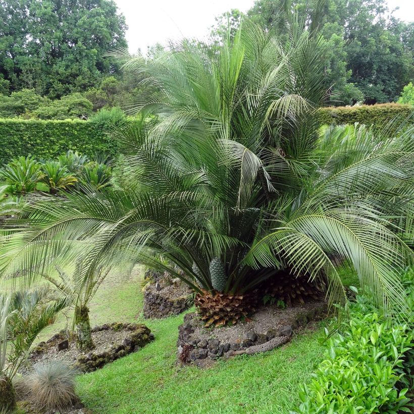Macrozamia communis (Porte)