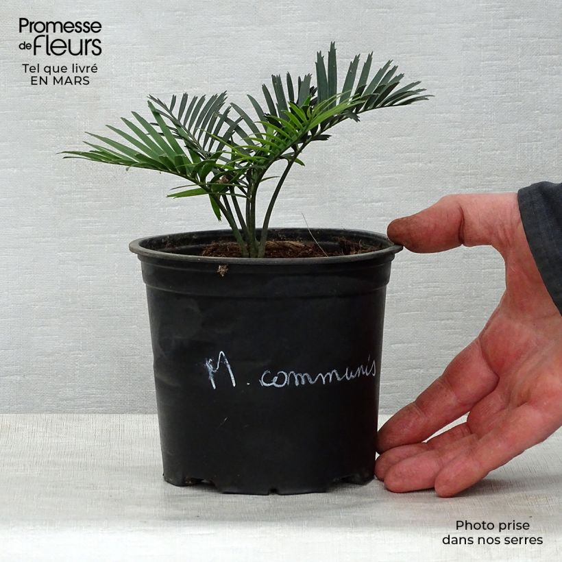 Macrozamia communis Maceta de 12 cm / 13 cm Ejemplar entregado en la primavera