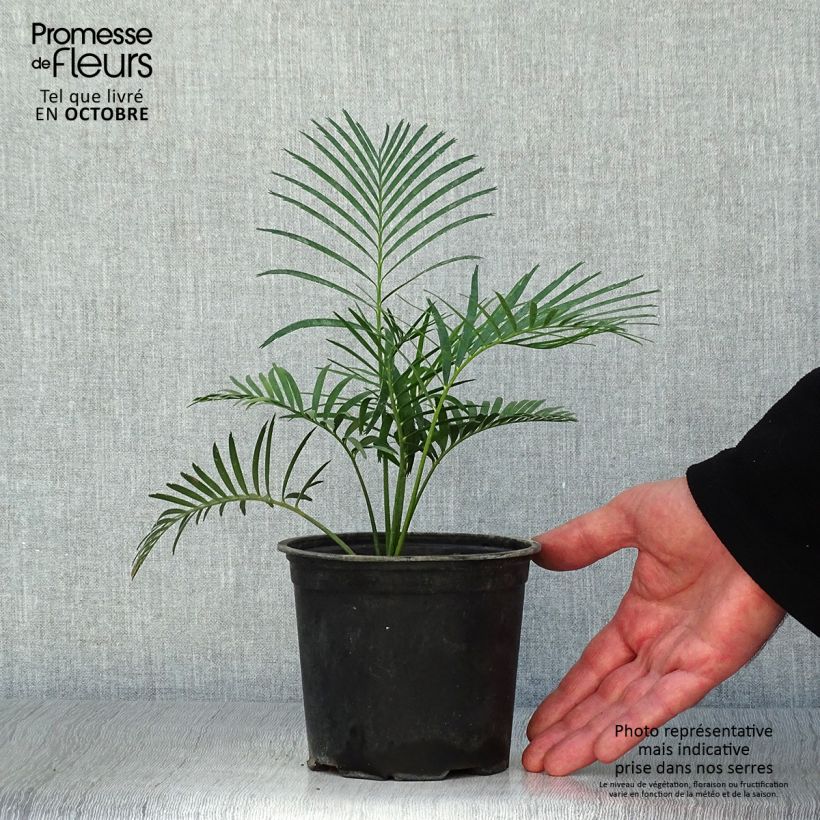 Ejemplar de Macrozamia communis Maceta de 12 cm / 13 cm entregado en otoño