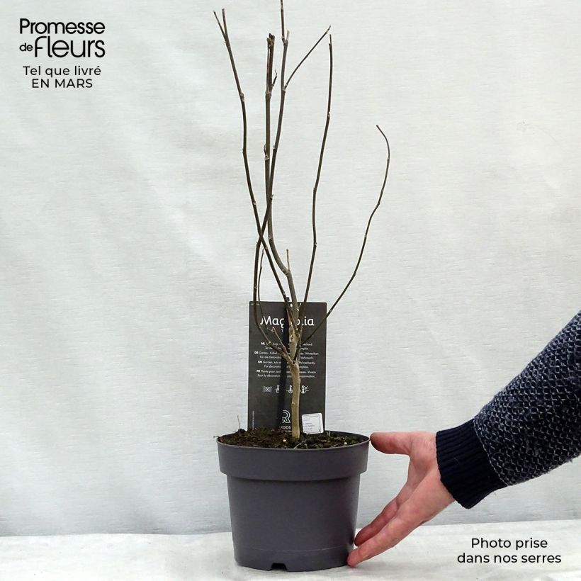 Magnolia Betty Maceta 4L/5L Ejemplar entregado en invierno