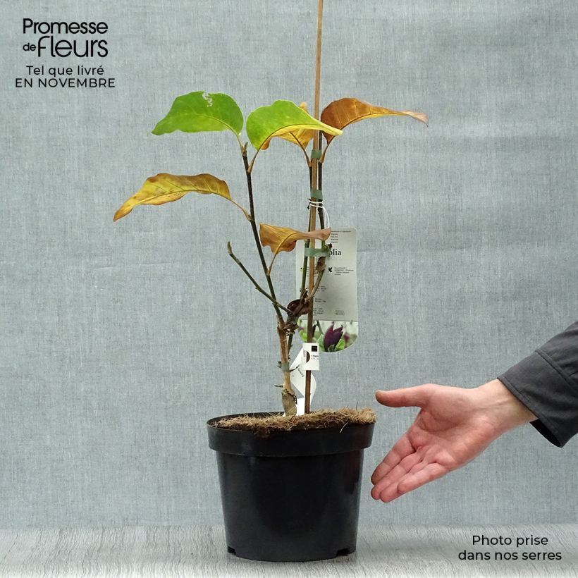Ejemplar de Magnolia brooklynensis Black Beauty Maceta 2L/3L entregado en otoño