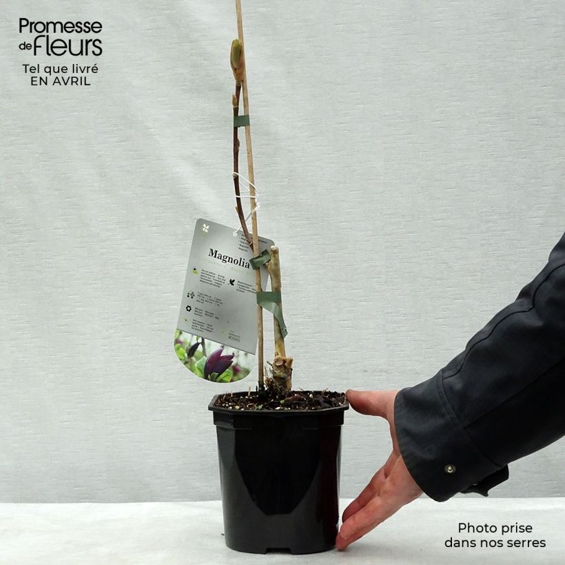 Magnolia brooklynensis Black Beauty Maceta 2L/3L Ejemplar entregado en la primavera