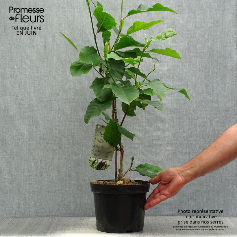 Ejemplar de Magnolia brooklynensis Black Beauty Maceta 2L/3L entregado en verano