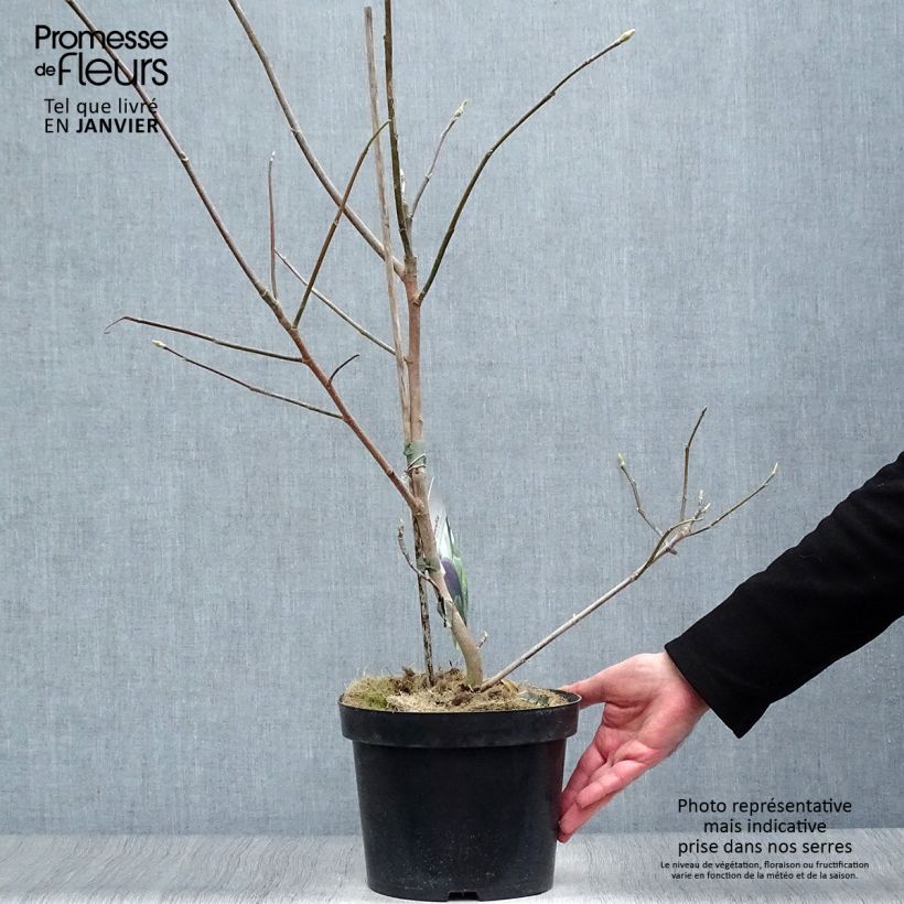 Magnolia brooklynensis Black Beauty Maceta 2L/3L Ejemplar entregado en invierno