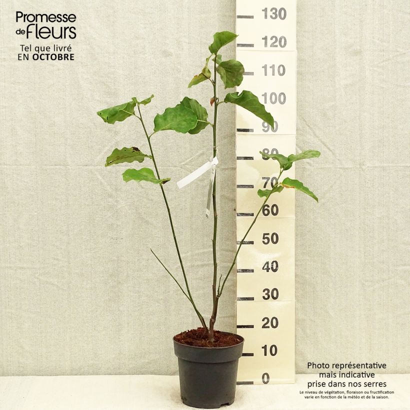 Ejemplar de Magnolia brooklynensis Black Beauty Maceta 6L/7L entregado en otoño