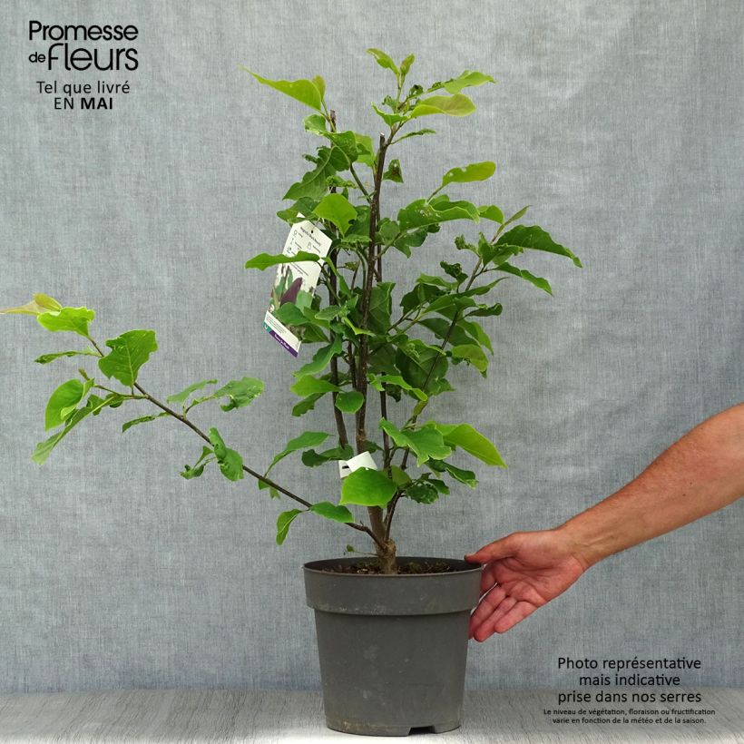 Magnolia brooklynensis Black Beauty Maceta 6L/7L Ejemplar entregado en la primavera