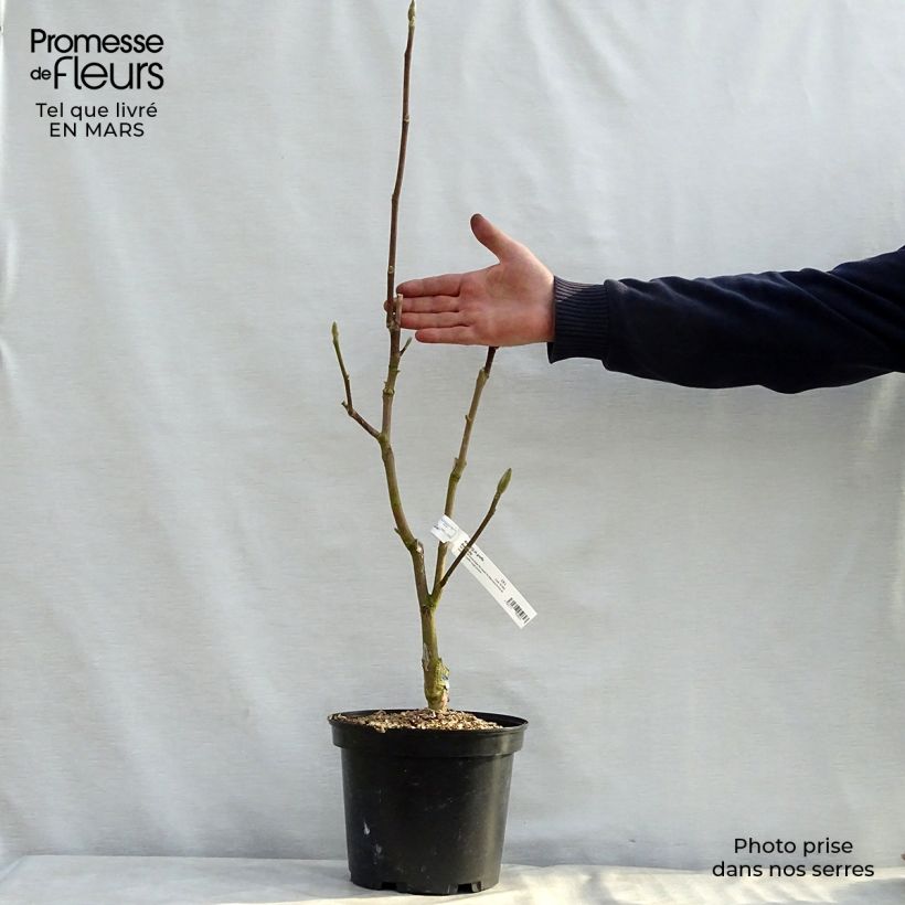 Magnolia Black Tulip Maceta 4L/5L Ejemplar entregado en la primavera