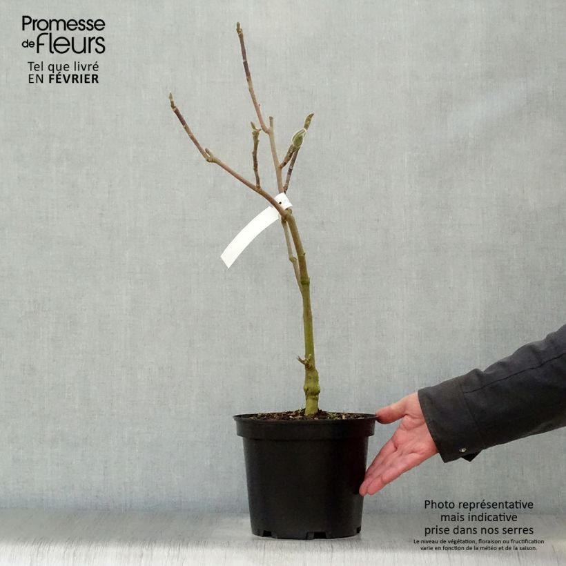 Magnolia Black Tulip Maceta 4L/5L Ejemplar entregado en invierno