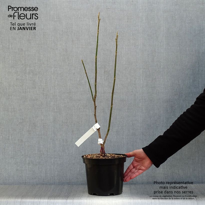 Magnolia Burgundy Star Maceta 4L/5L Ejemplar entregado en invierno