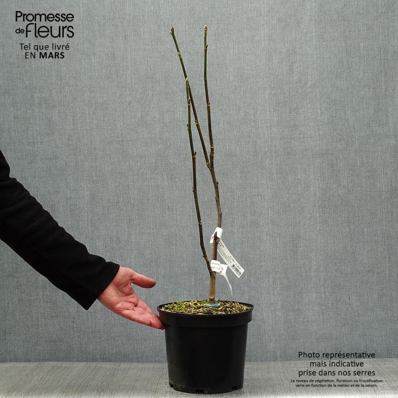 Magnolia Burgundy Star Maceta 4L/5L Ejemplar entregado en la primavera