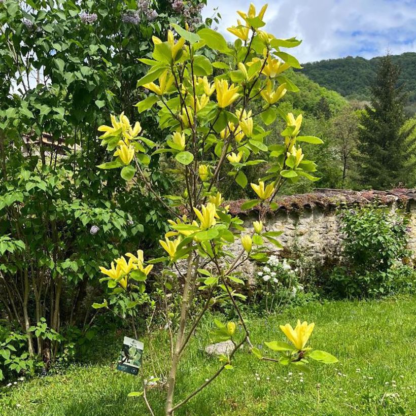 Magnolia acuminata Daphne (Porte)